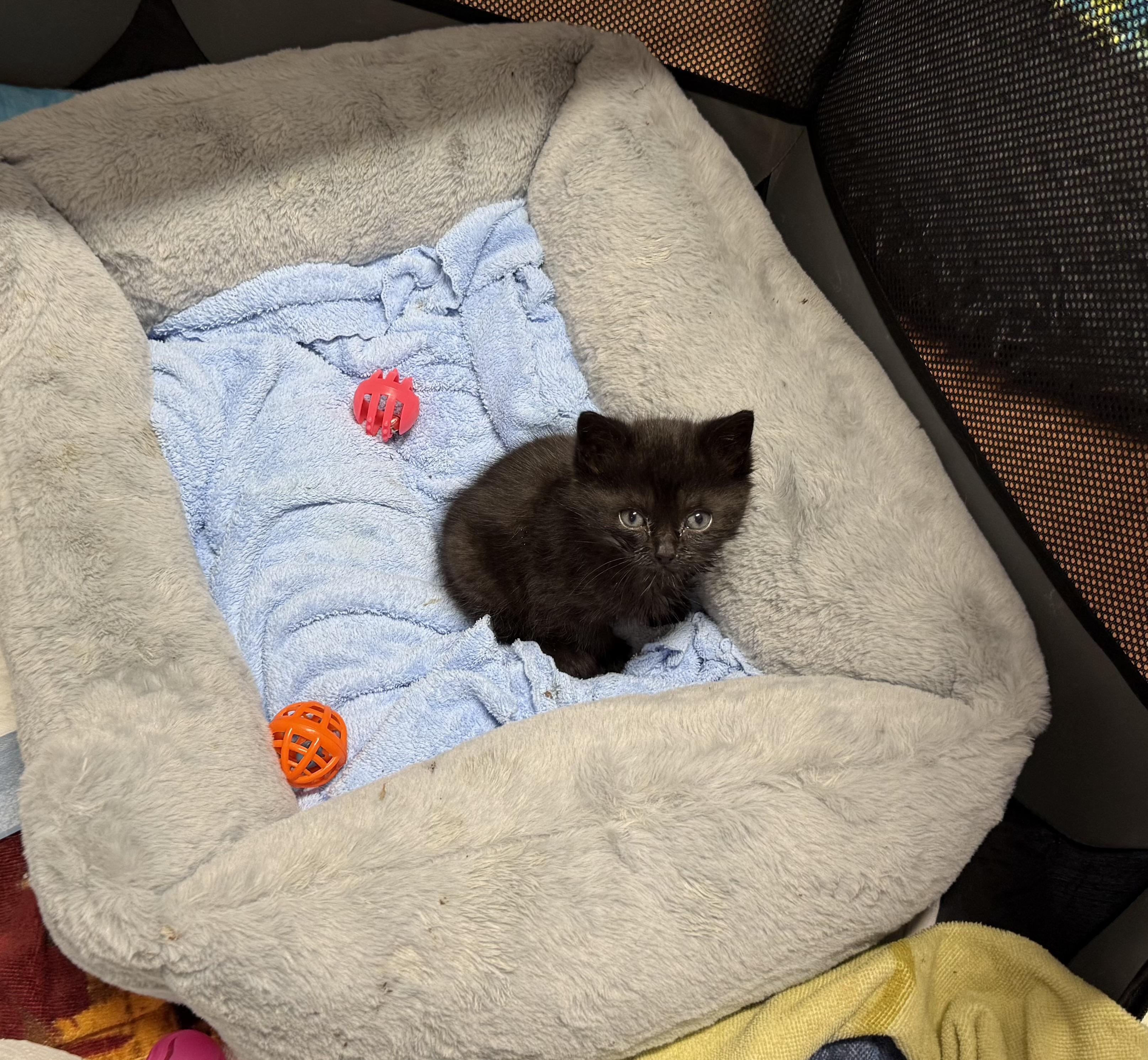 Enlarge Mouse , a ADOPTABLE Domestic Short Hair in Clifton, NJ image 2/4