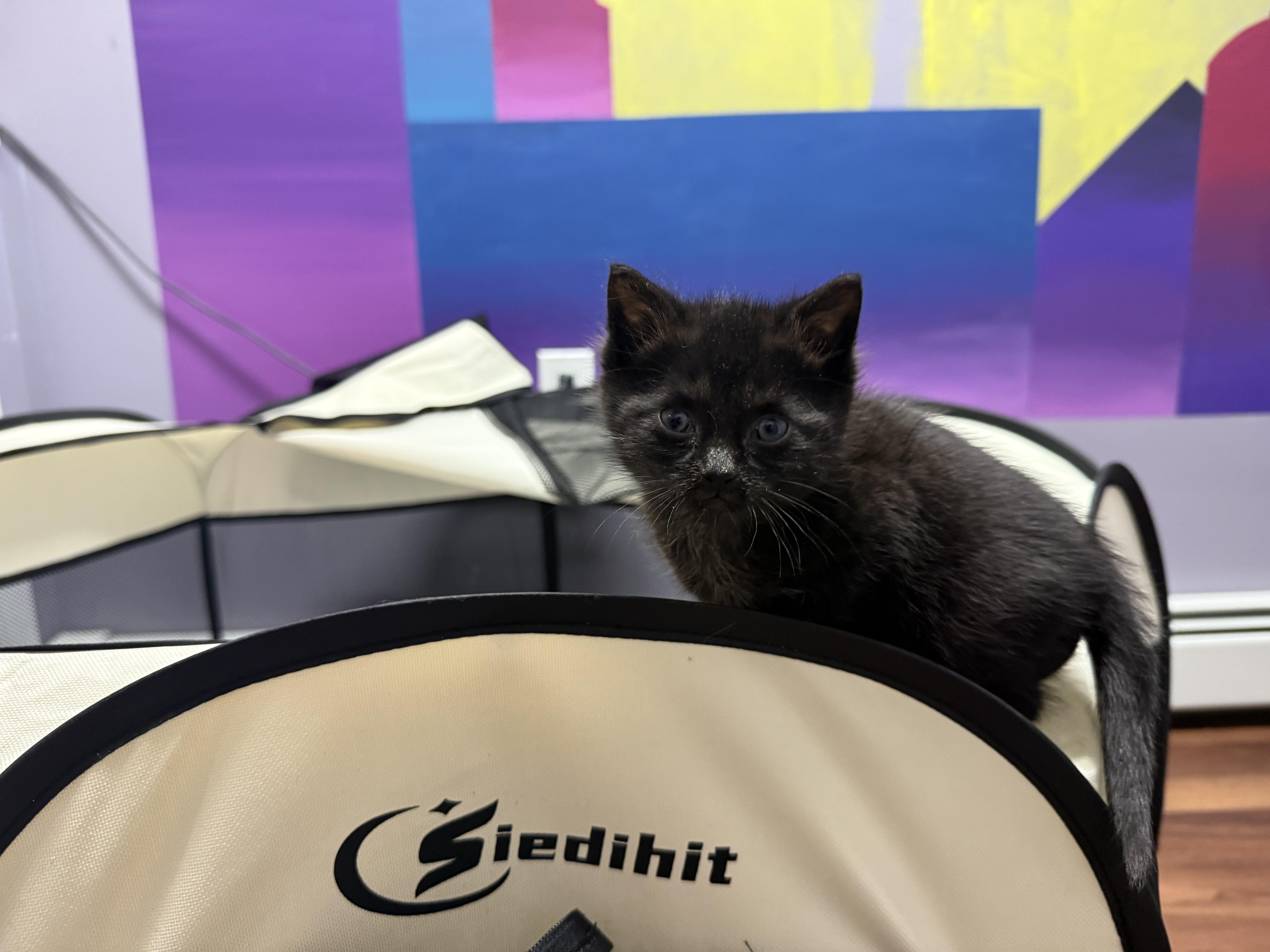Enlarge Mouse , a ADOPTABLE Domestic Short Hair in Clifton, NJ image 3/4