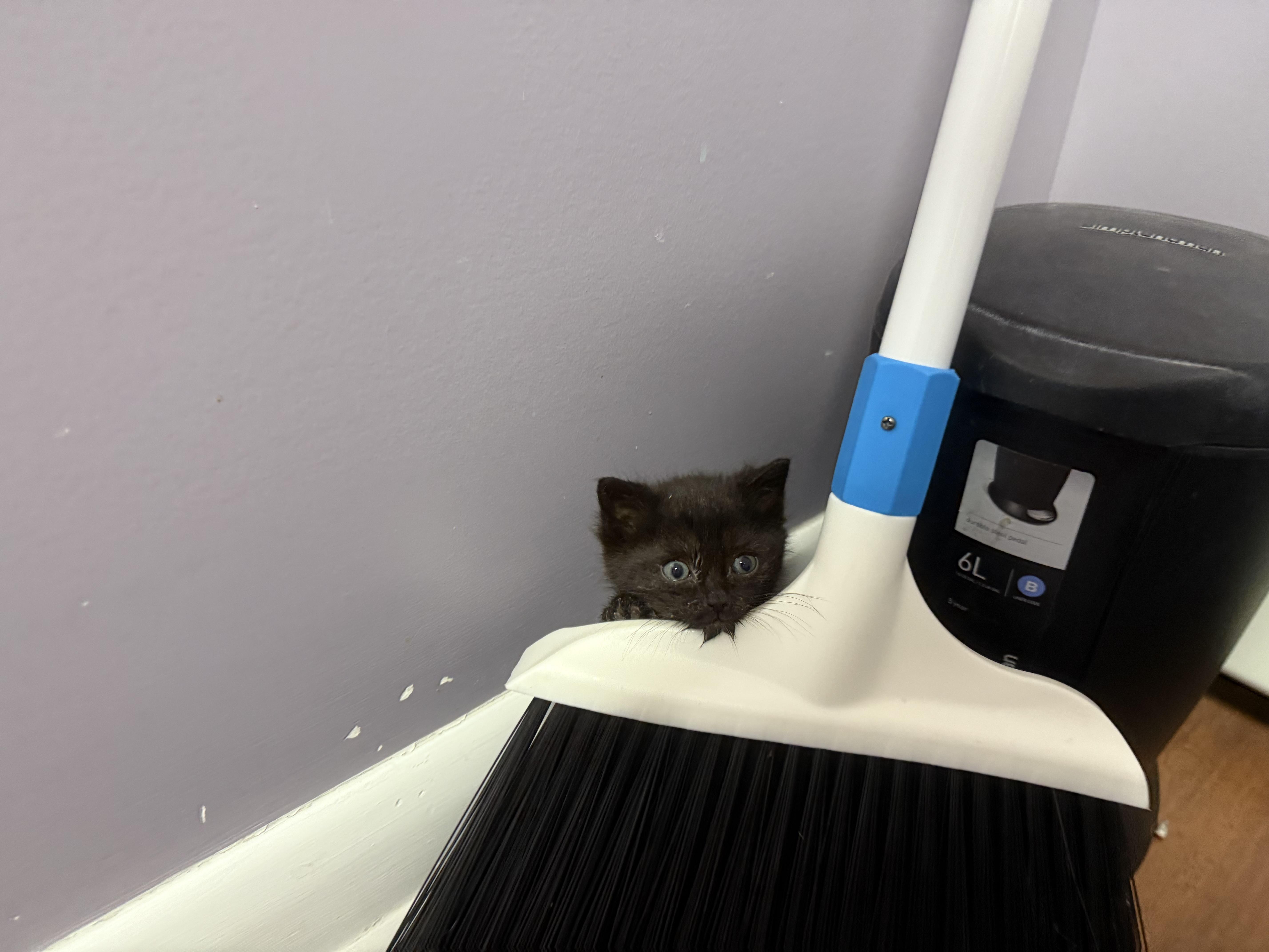 Enlarge Mouse , a ADOPTABLE Domestic Short Hair in Clifton, NJ image 1/4