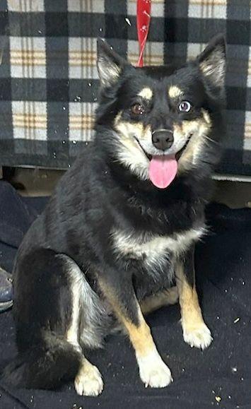 Enlarge LA LA (ohiosdrescue@gmail.com), a ADOPTABLE Pomsky in Rossford, OH image 3/3