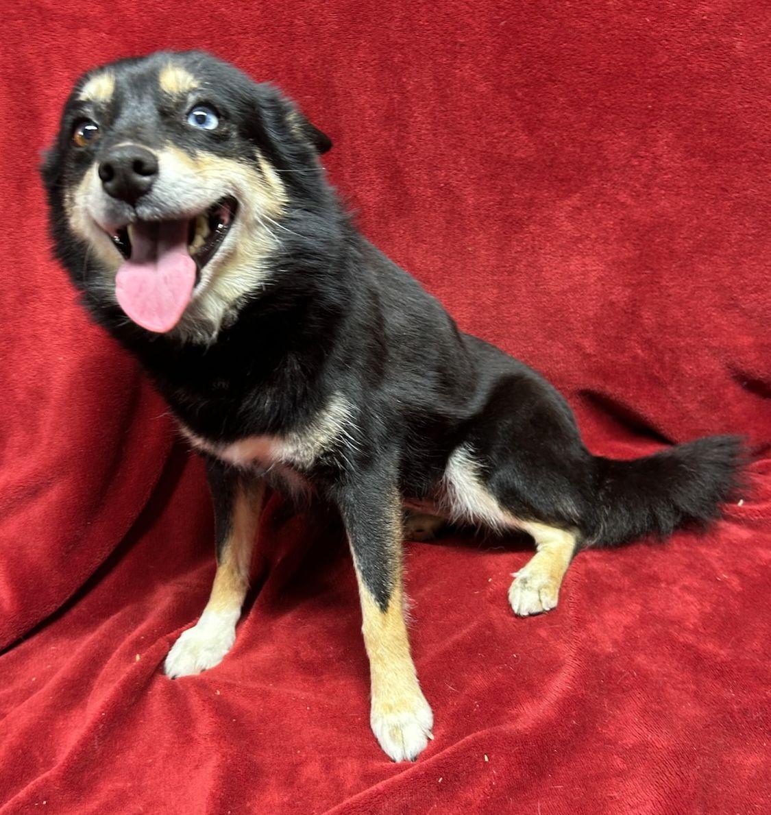 Enlarge LA LA (ohiosdrescue@gmail.com), a ADOPTABLE Pomsky in Rossford, OH image 2/3