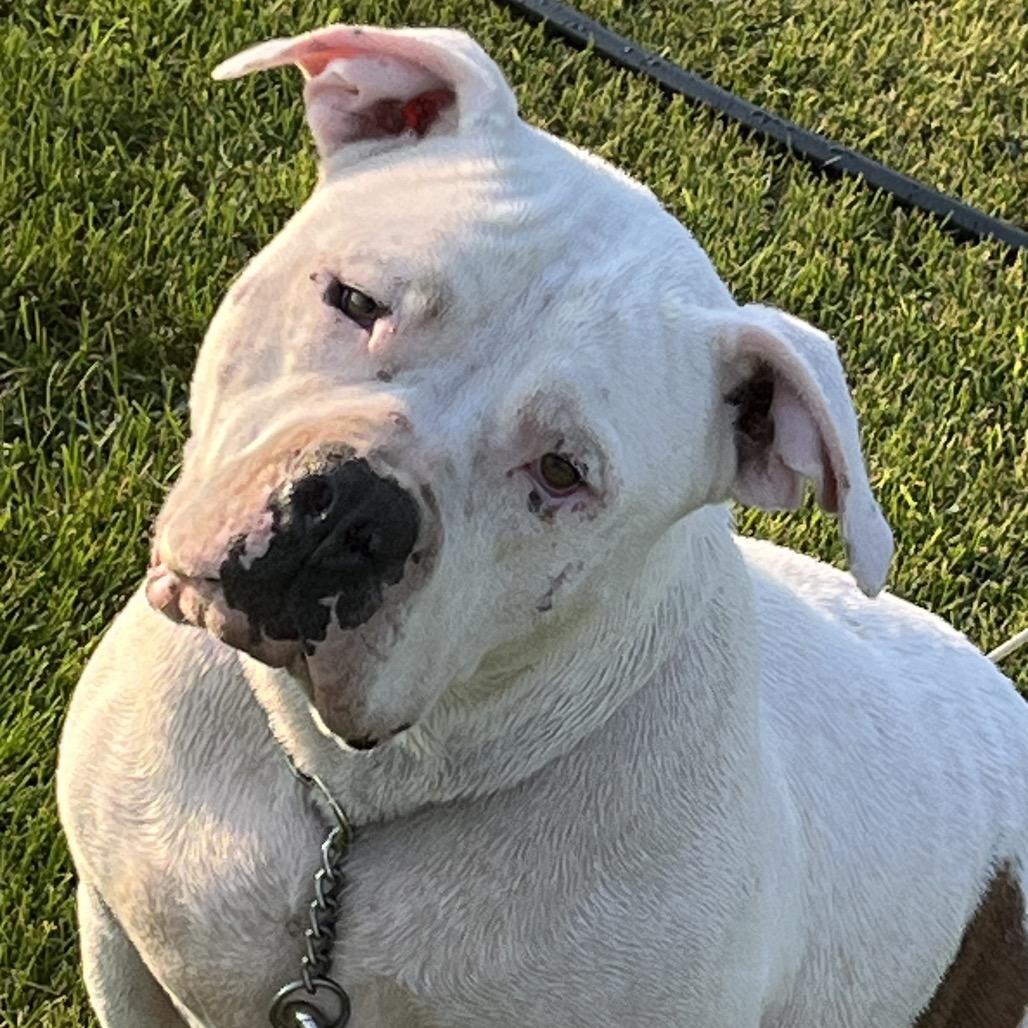 Enlarge Hawk, a Adoptable mixed breed in Cashmere, WA image 1/6