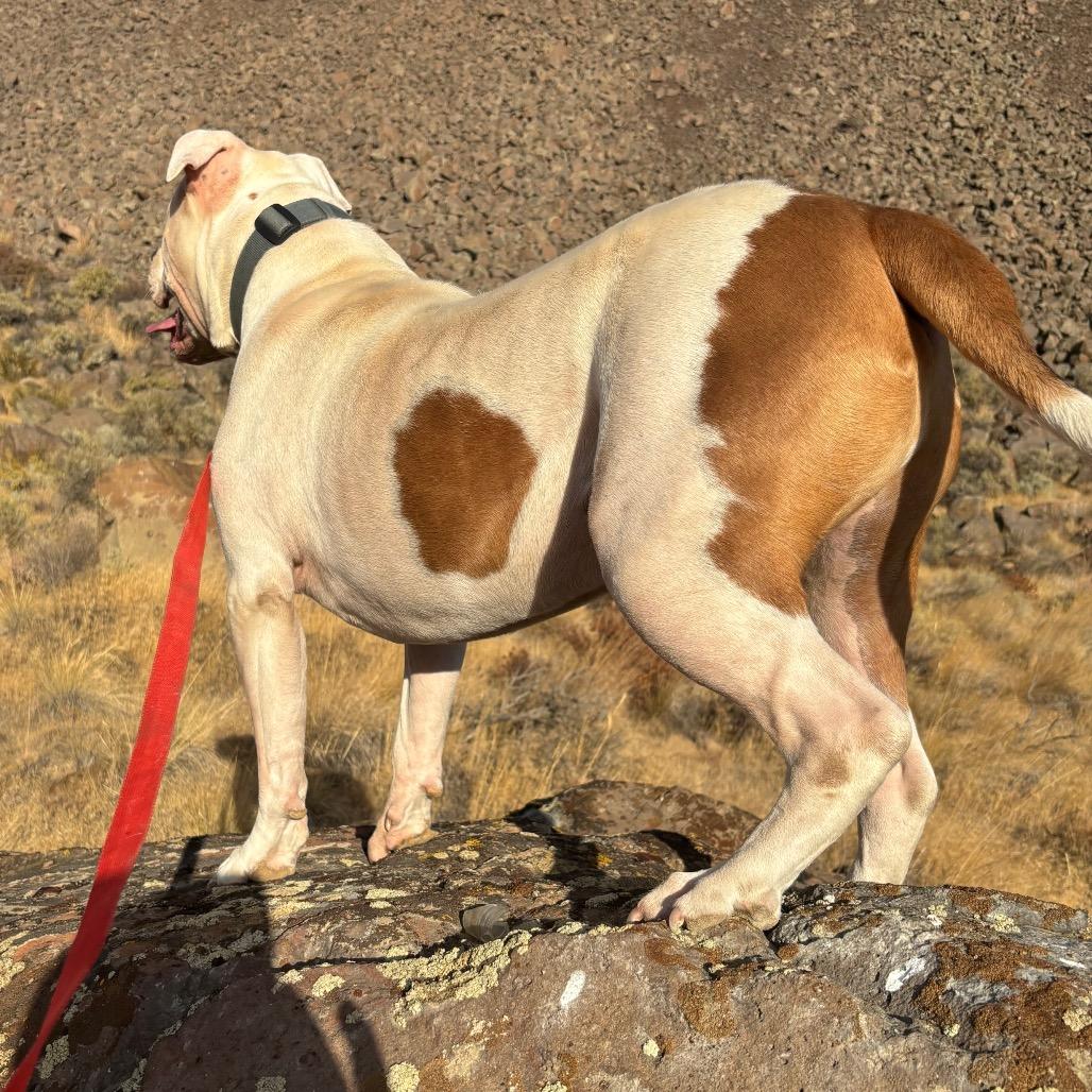 Enlarge Hawk, a Adoptable mixed breed in Cashmere, WA image 3/6