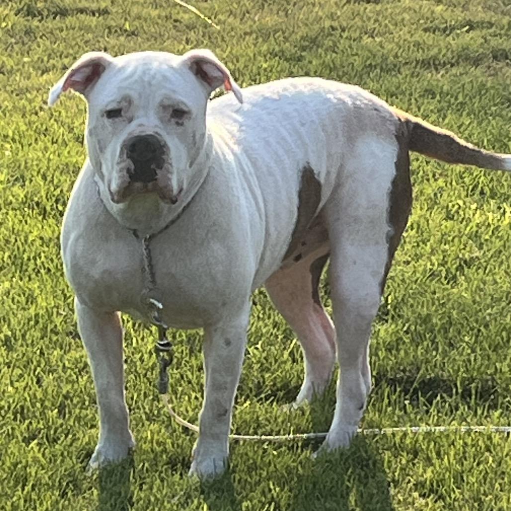 Enlarge Hawk, a Adoptable mixed breed in Cashmere, WA image 6/6