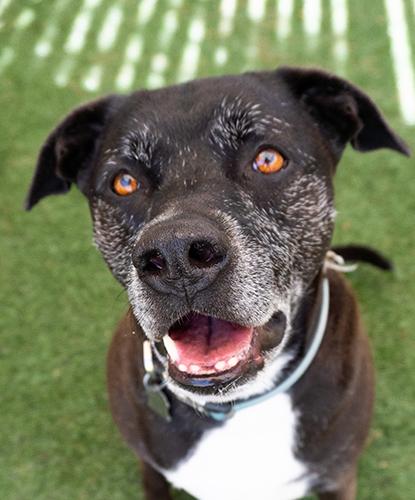 Link, Adoptable, Young Male Labrador Retriever.