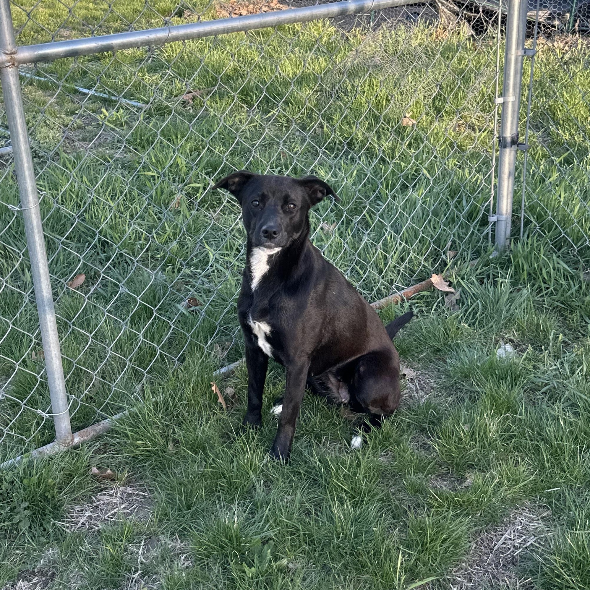 Phoenix in NH! Come Meet our Adoptable Dogs Wednesday-Saturday. More info in Bio!, a ADOPTABLE mixed breed in Manchester, NH image 5/5