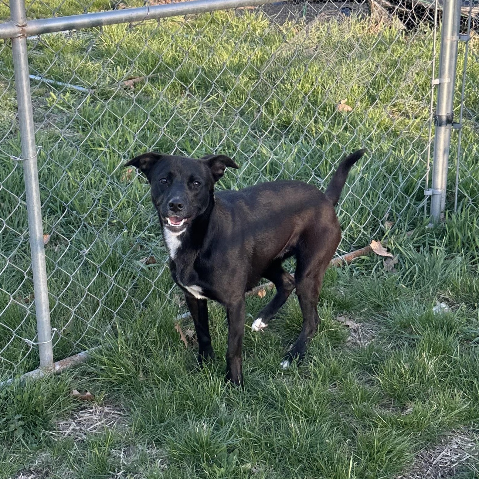 Phoenix in NH! Come Meet our Adoptable Dogs Wednesday-Saturday. More info in Bio!, a ADOPTABLE mixed breed in Manchester, NH image 1/5