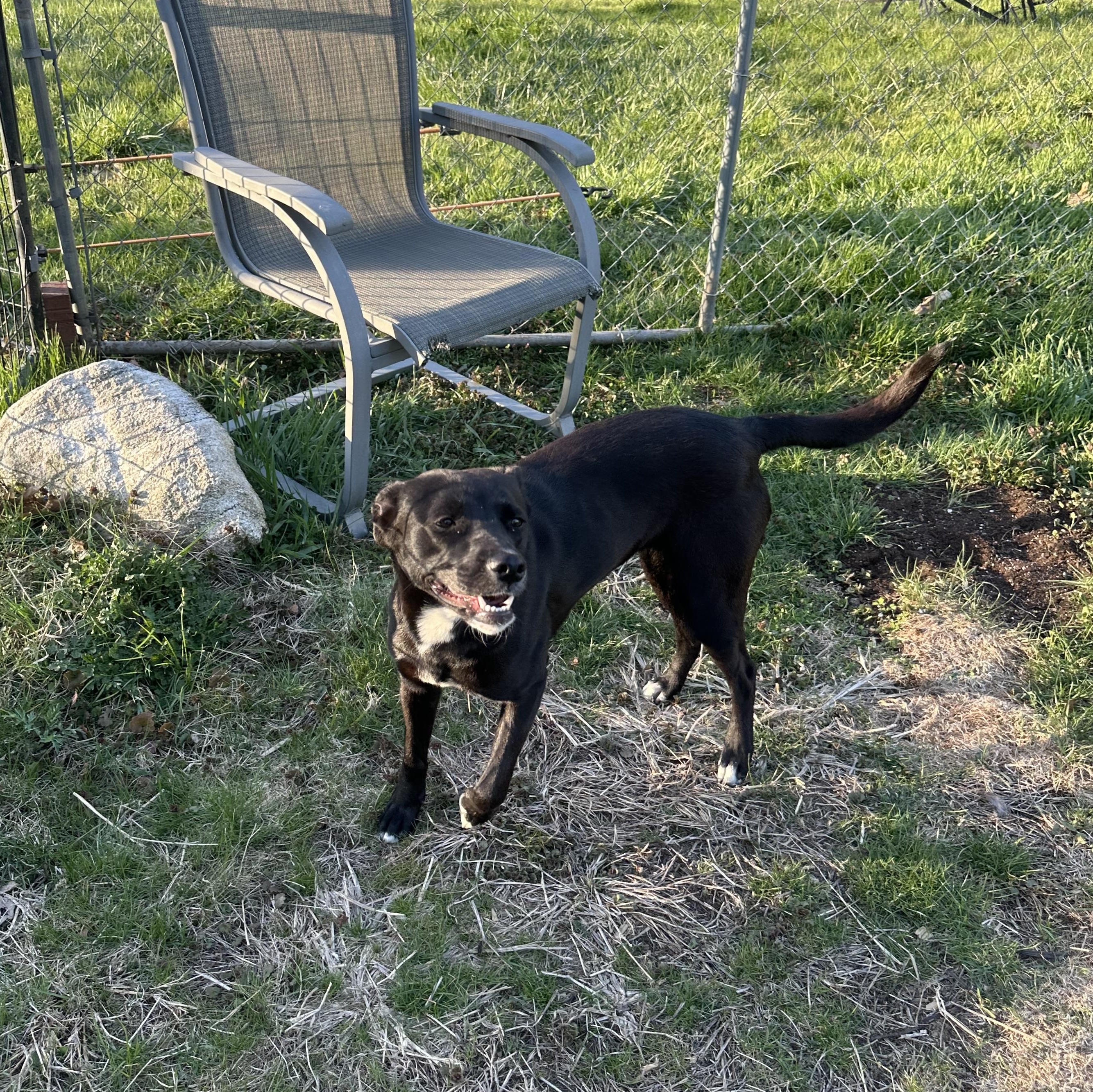 Phoenix in NH! Come Meet our Adoptable Dogs Wednesday-Saturday. More info in Bio!, a ADOPTABLE mixed breed in Manchester, NH image 4/5