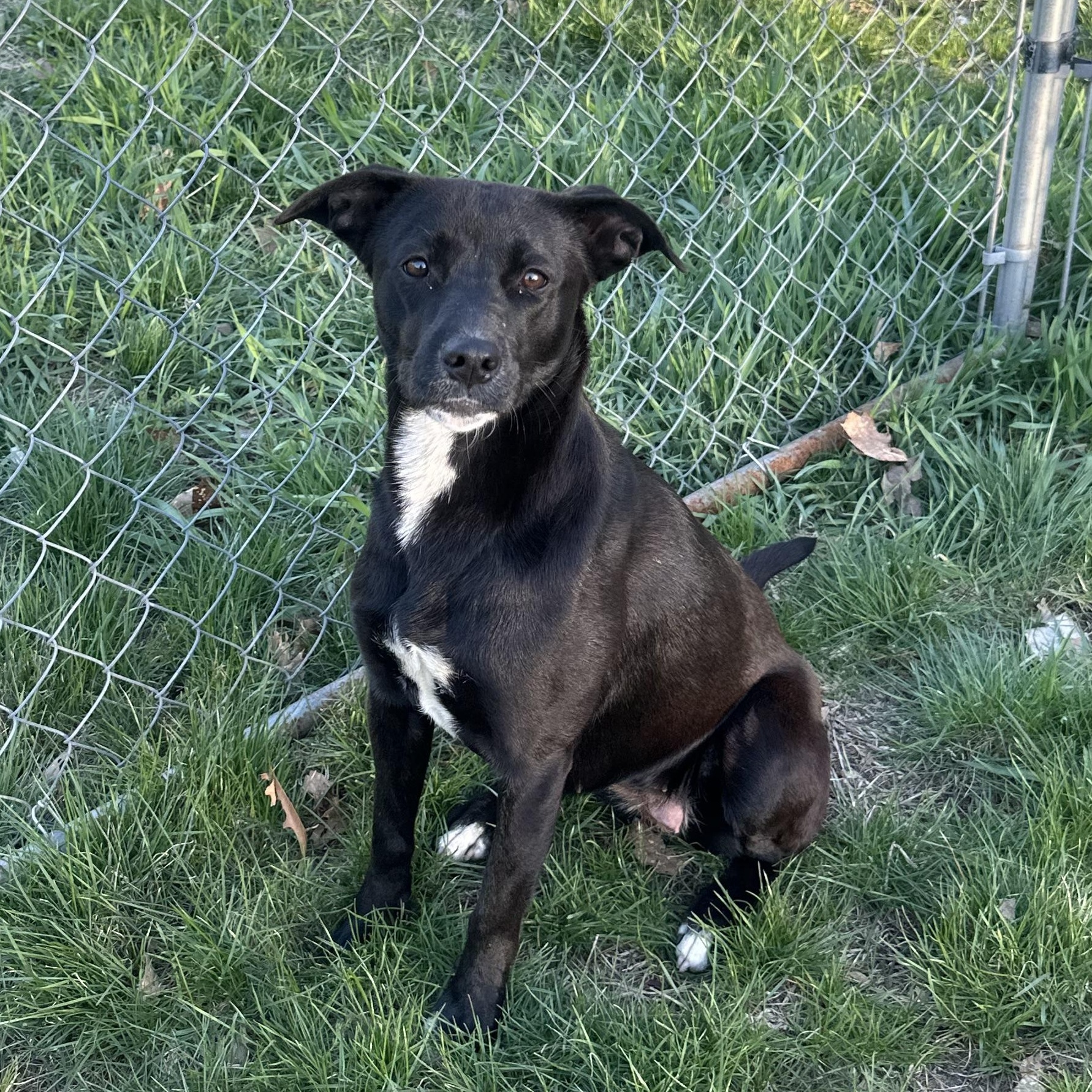 Phoenix in NH! Come Meet our Adoptable Dogs Wednesday-Saturday. More info in Bio!, a ADOPTABLE mixed breed in Manchester, NH image 3/5