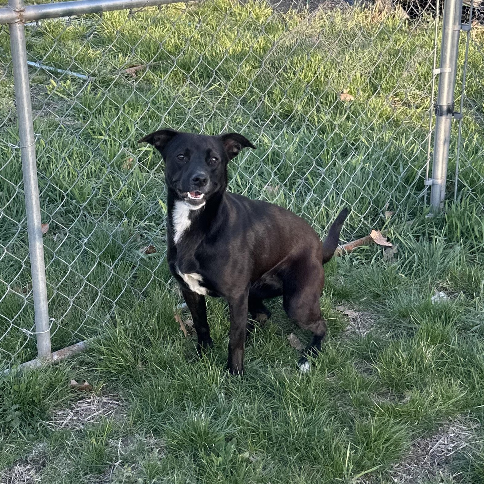 Phoenix in NH! Come Meet our Adoptable Dogs Wednesday-Saturday. More info in Bio!, a ADOPTABLE mixed breed in Manchester, NH image 2/5