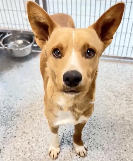 JESSE — thumbnail 2