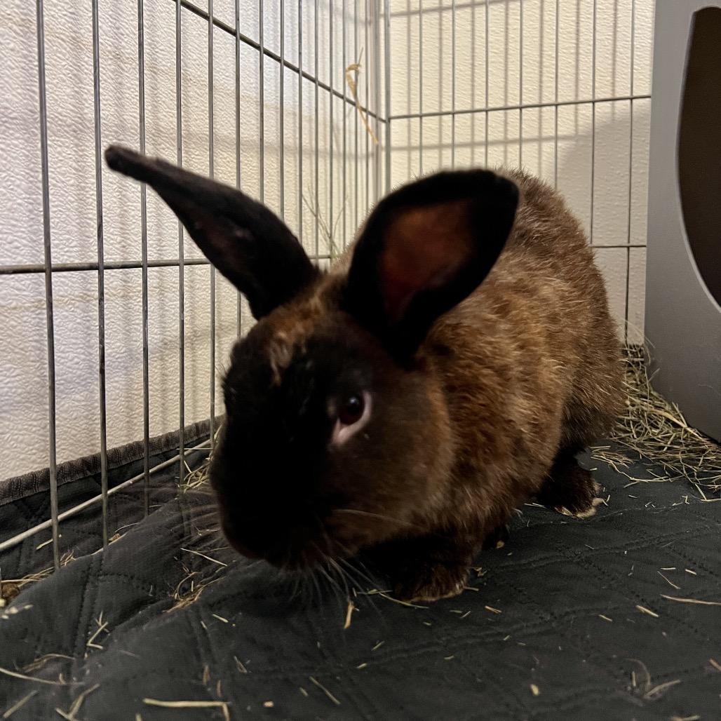 Oobi, Adoptable, Young Male American.