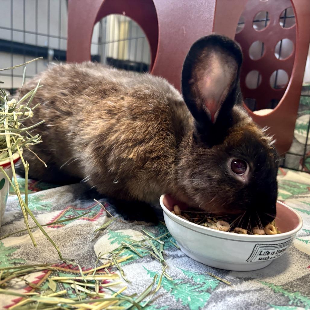 Enlarge Oobi, a Adoptable American in Glenwood Springs, CO image 2/5