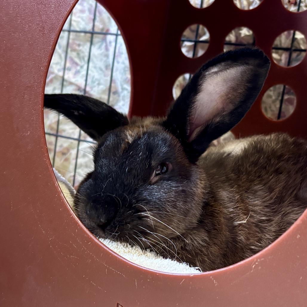 Enlarge Oobi, a Adoptable American in Glenwood Springs, CO image 3/5