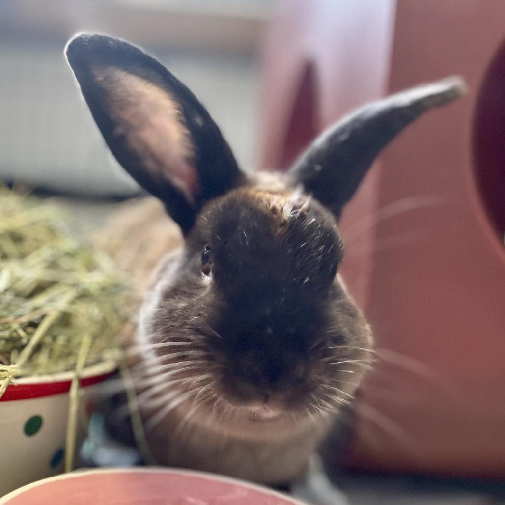 Enlarge Oobi, a Adoptable American in Glenwood Springs, CO image 4/5