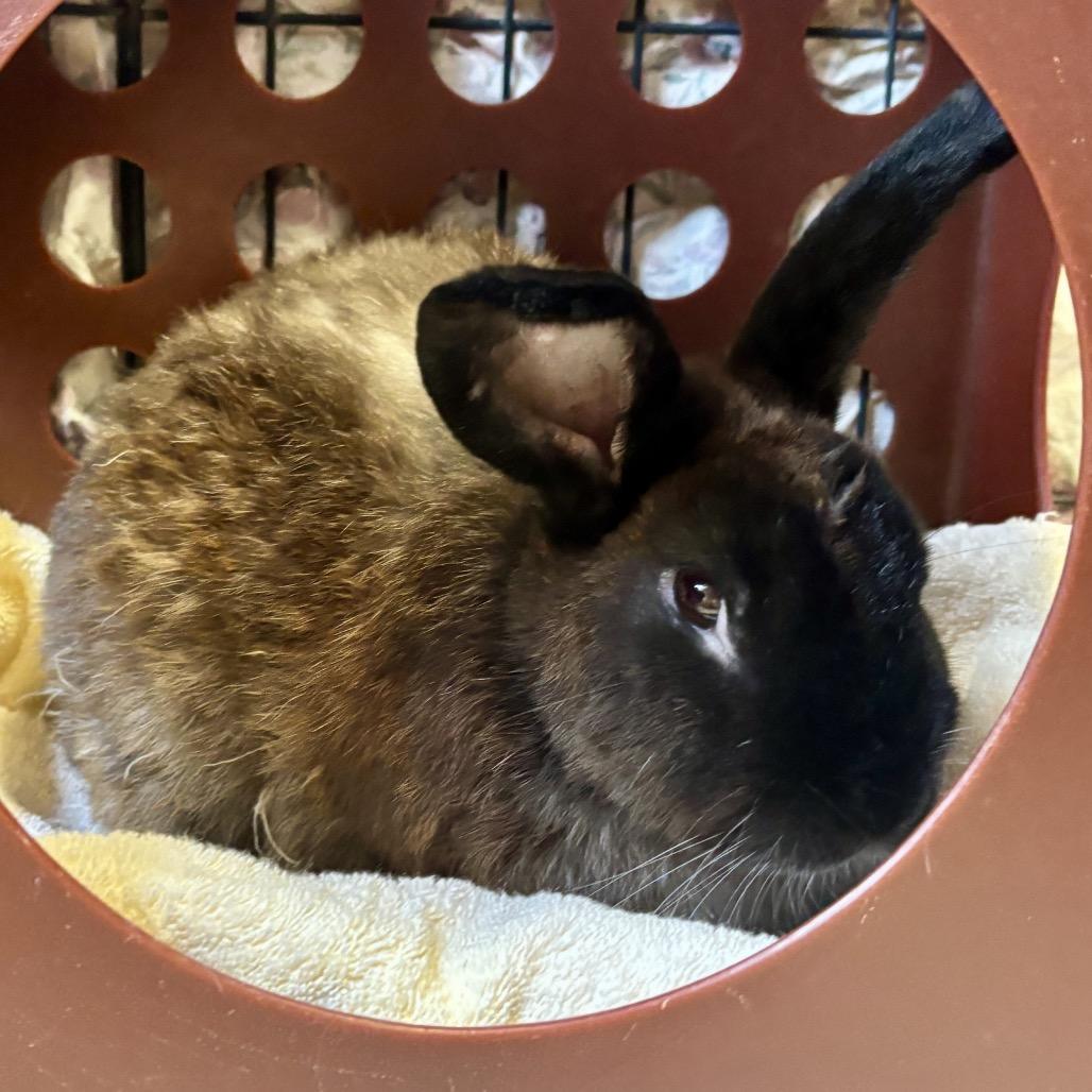 Enlarge Oobi, a Adoptable American in Glenwood Springs, CO image 5/5