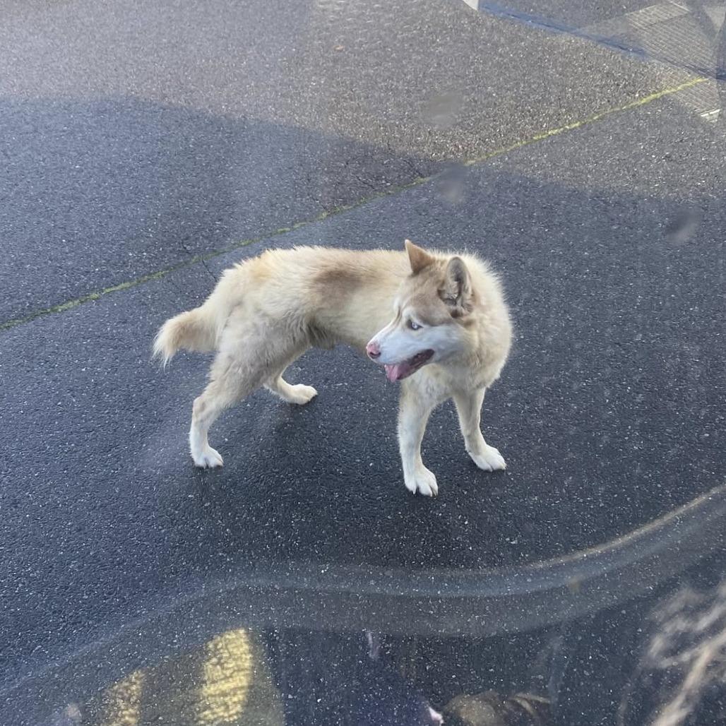 Topeko, Adoptable, Adult Male Husky.