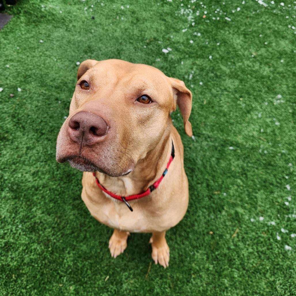 Tank, a Adoptable Pit Bull Terrier in Brockton, MA image 1/5