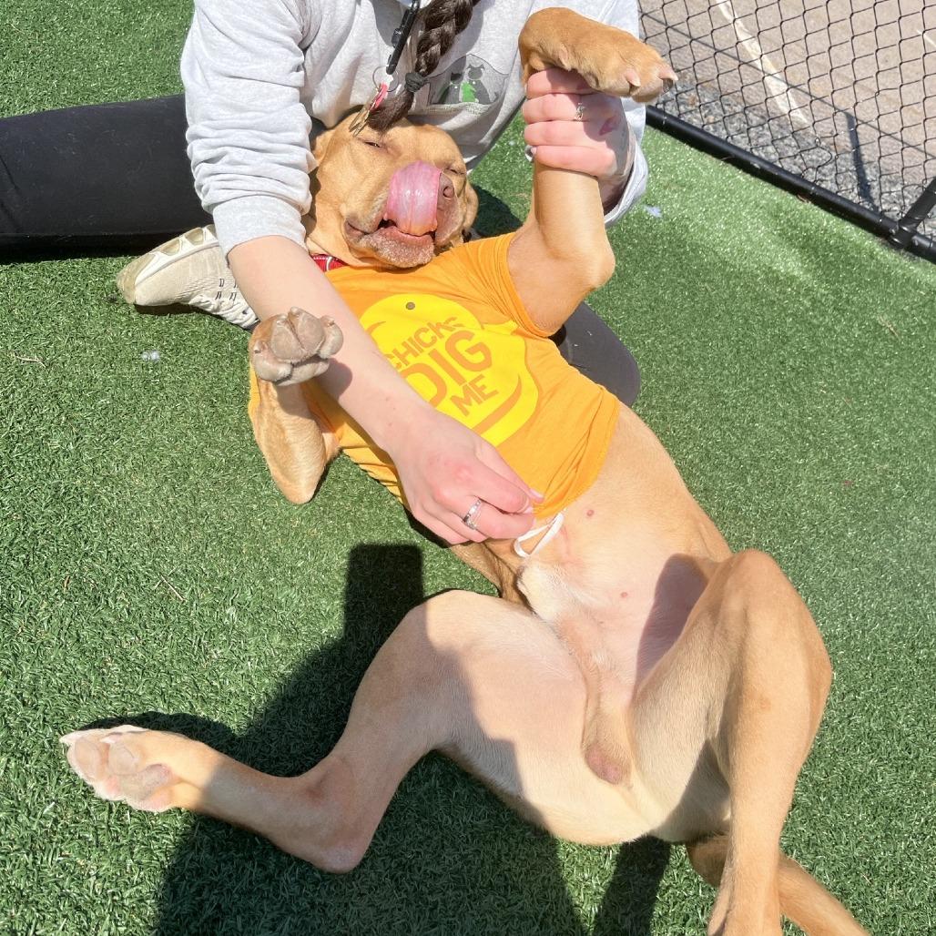 Enlarge Tank, a Adoptable Pit Bull Terrier in Brockton, MA image 2/6