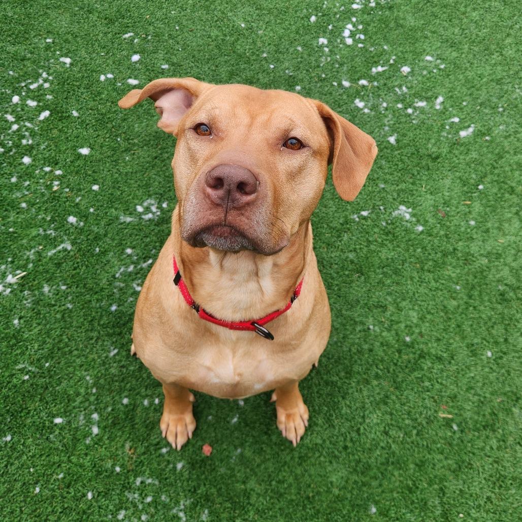 Tank, a Adoptable Pit Bull Terrier in Brockton, MA image 2/5