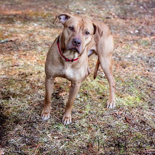 Tank, a Adoptable Pit Bull Terrier in Brockton, MA image 3/5