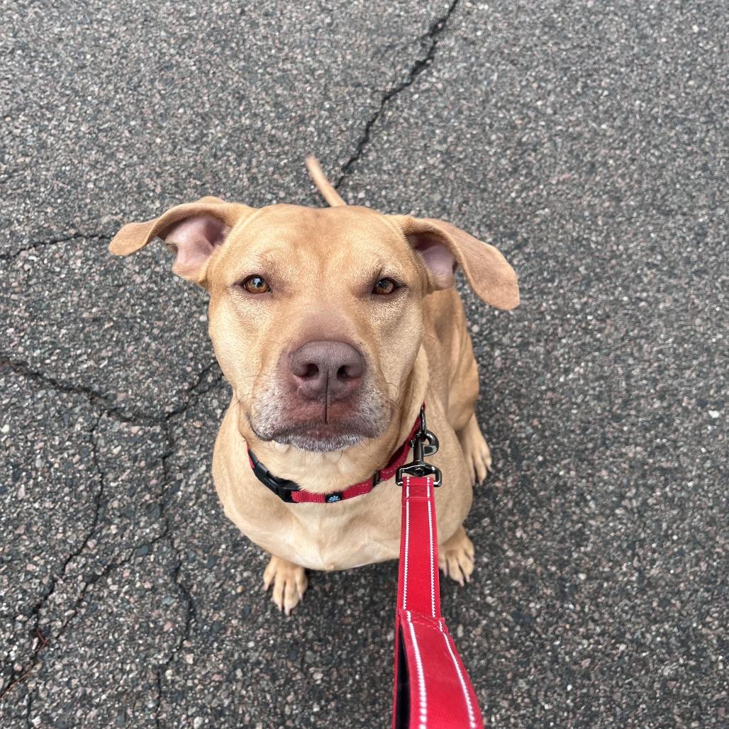 Tank, a Adoptable Pit Bull Terrier in Brockton, MA image 5/5