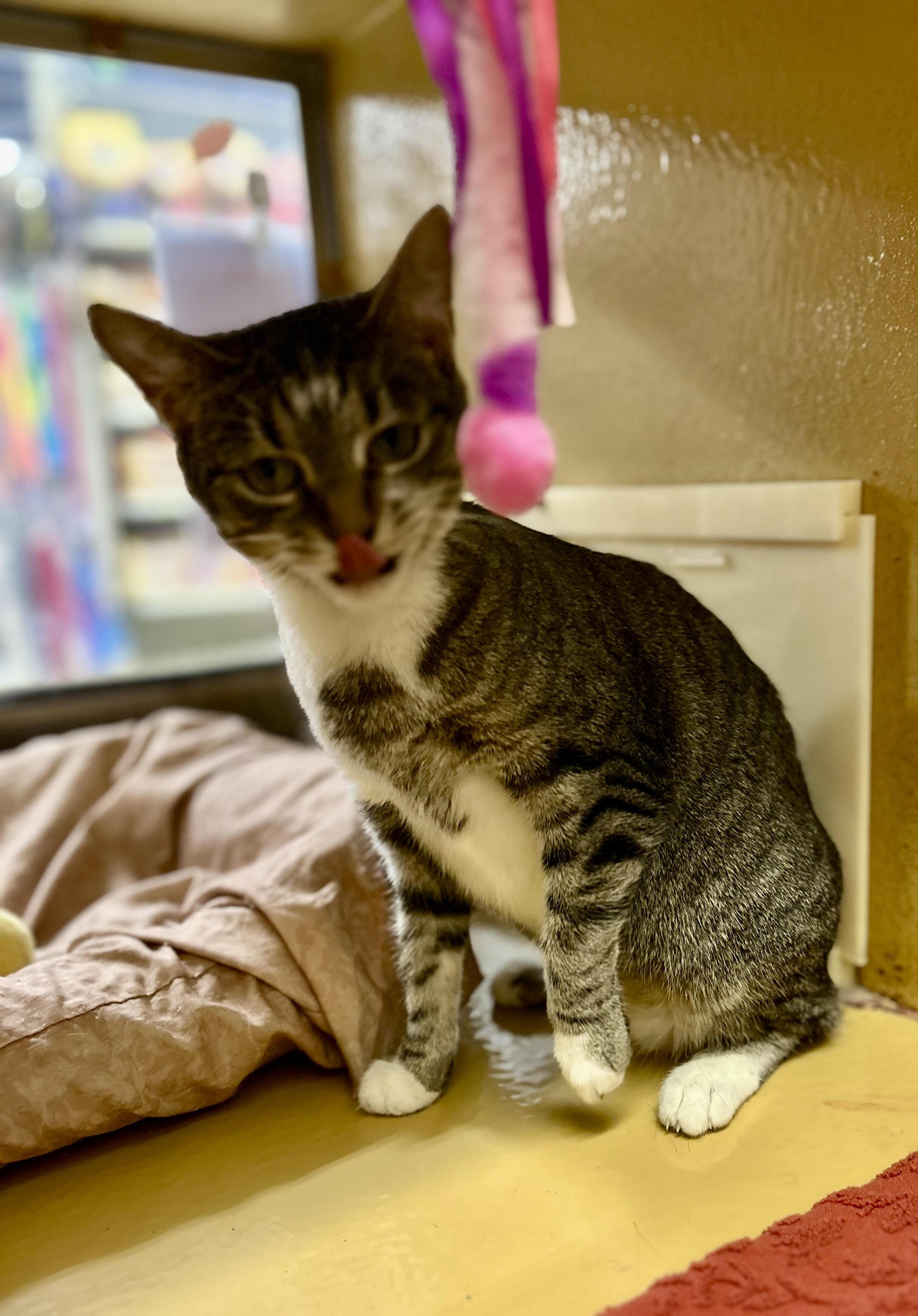 Enlarge Dovie, a ADOPTABLE Domestic Short Hair in Herculaneum, MO image 1/2