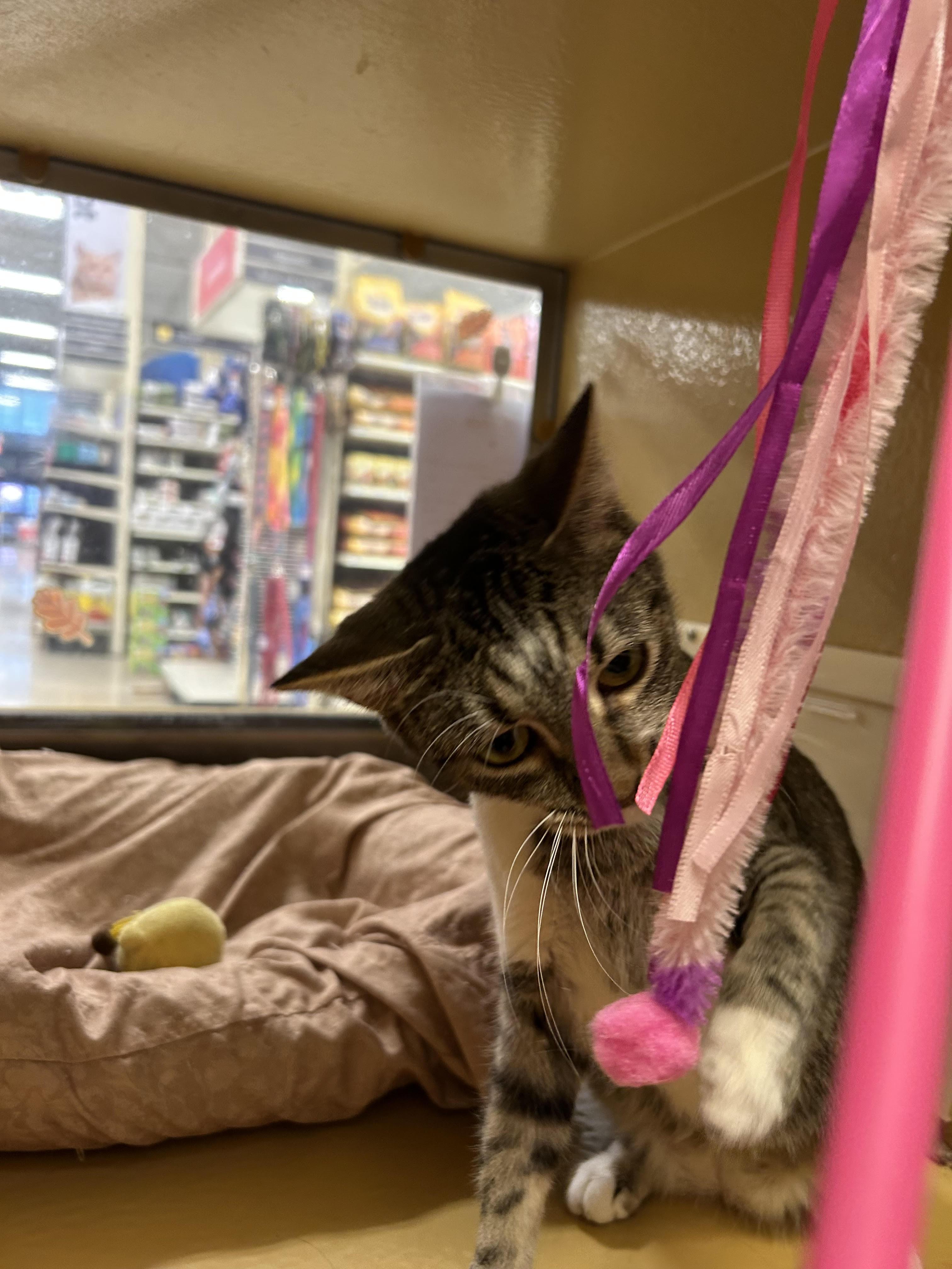 Enlarge Dovie, a ADOPTABLE Domestic Short Hair in Herculaneum, MO image 2/2