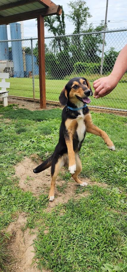 Enlarge Luke 156-26, a ADOPTABLE mixed breed in Cambridge, OH image 3/6