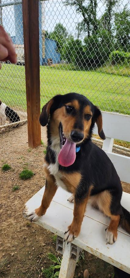 Enlarge Luke 156-26, a ADOPTABLE mixed breed in Cambridge, OH image 6/6