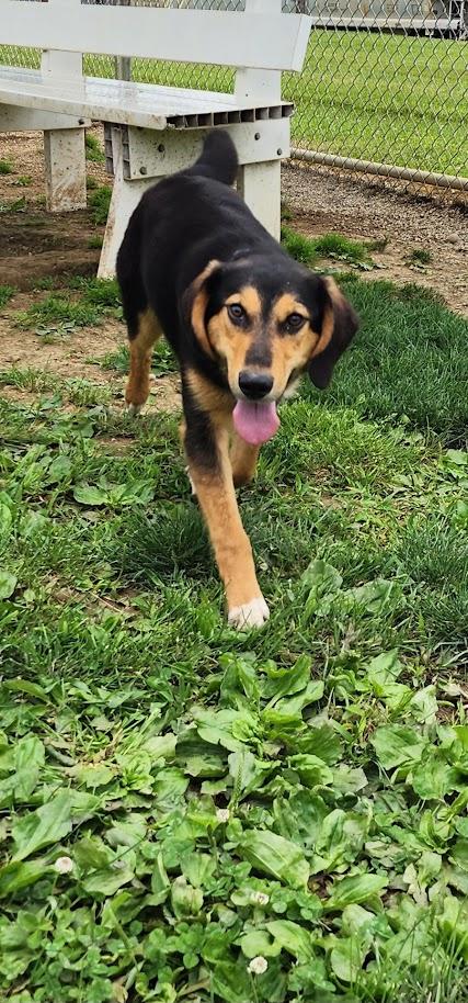 Enlarge Luke 156-26, a ADOPTABLE mixed breed in Cambridge, OH image 2/6
