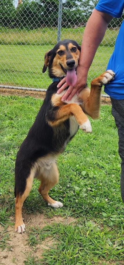 Enlarge Luke 156-26, a ADOPTABLE mixed breed in Cambridge, OH image 5/6