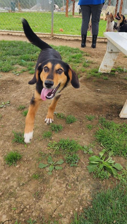 Enlarge Luke 156-26, a ADOPTABLE mixed breed in Cambridge, OH image 4/6