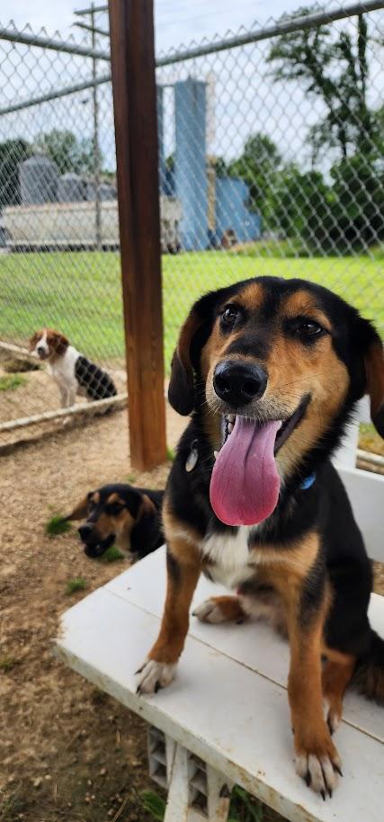 Enlarge Luke 156-26, a ADOPTABLE mixed breed in Cambridge, OH image 1/6