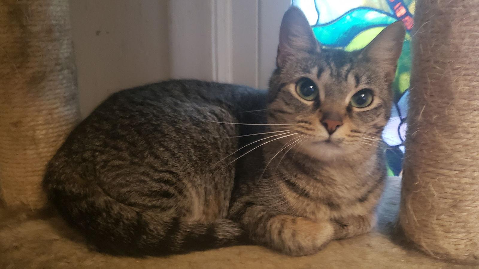 Kiki, a Adoptable Domestic Short Hair in Livonia, MI image 1/3