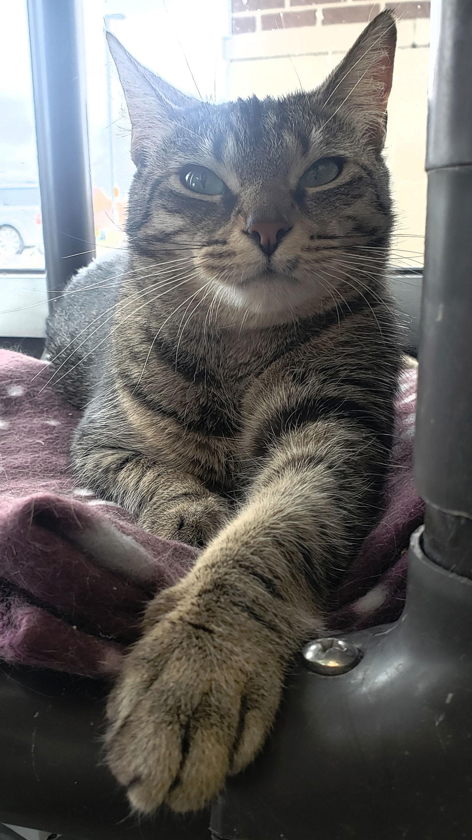 Kiki, a Adoptable Domestic Short Hair in Livonia, MI image 3/3