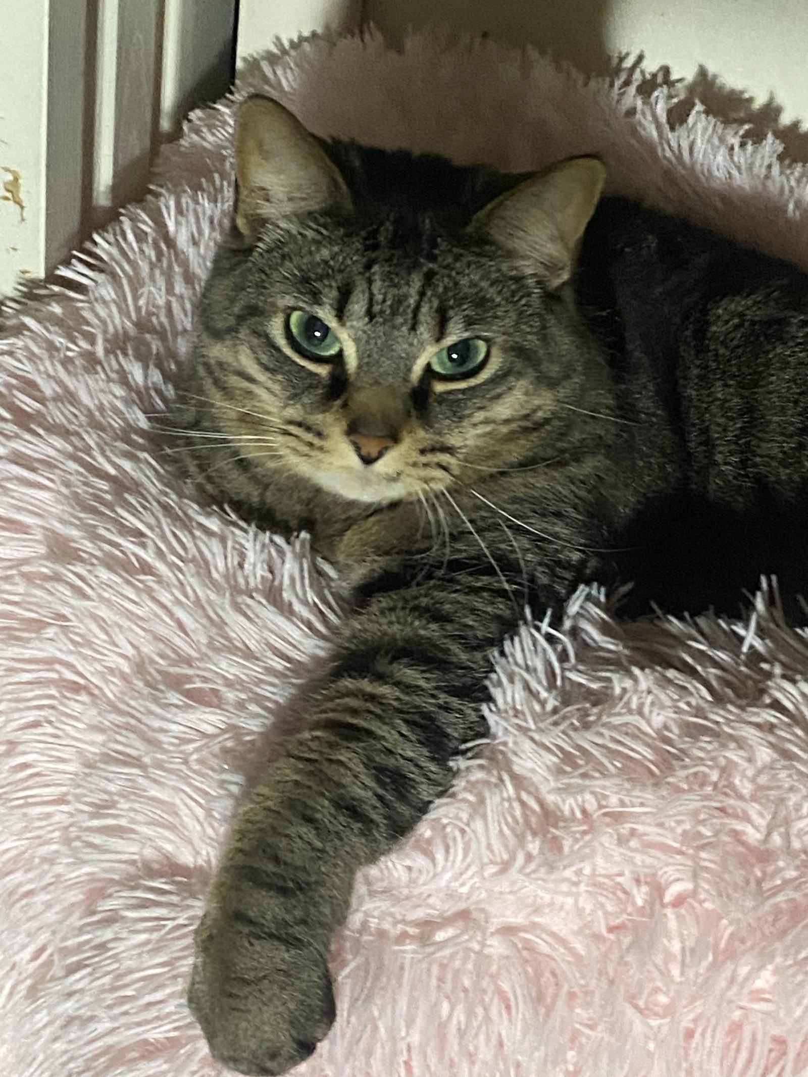 Enlarge Kiki, a Adoptable Domestic Short Hair in Livonia, MI image 3/3