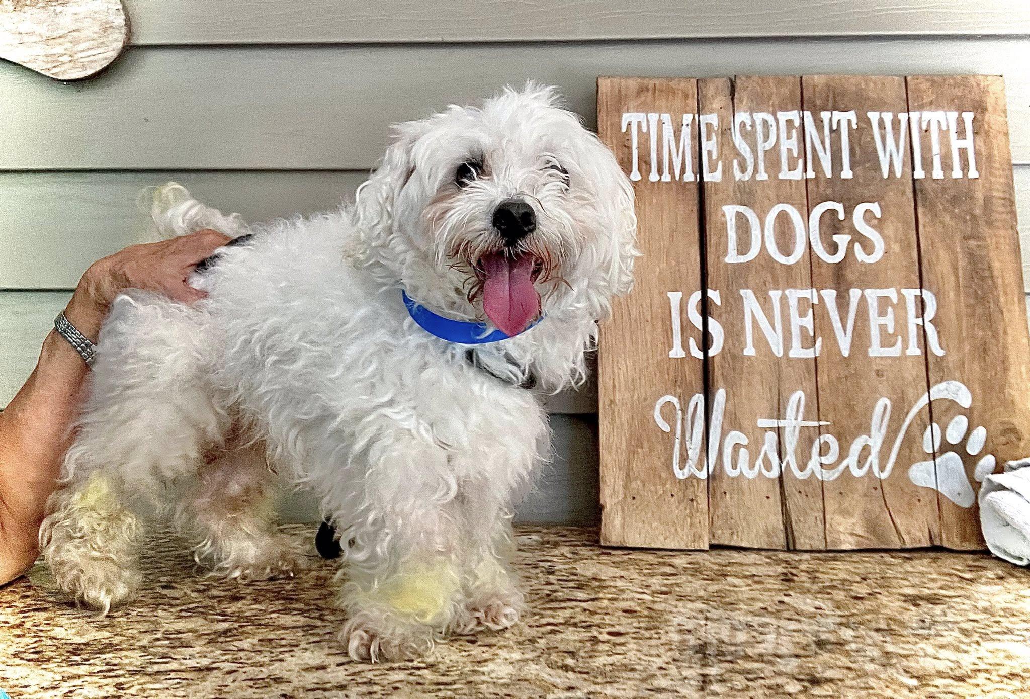 TWIX, a Adopted mixed breed in Baton Rouge, LA image 1/3