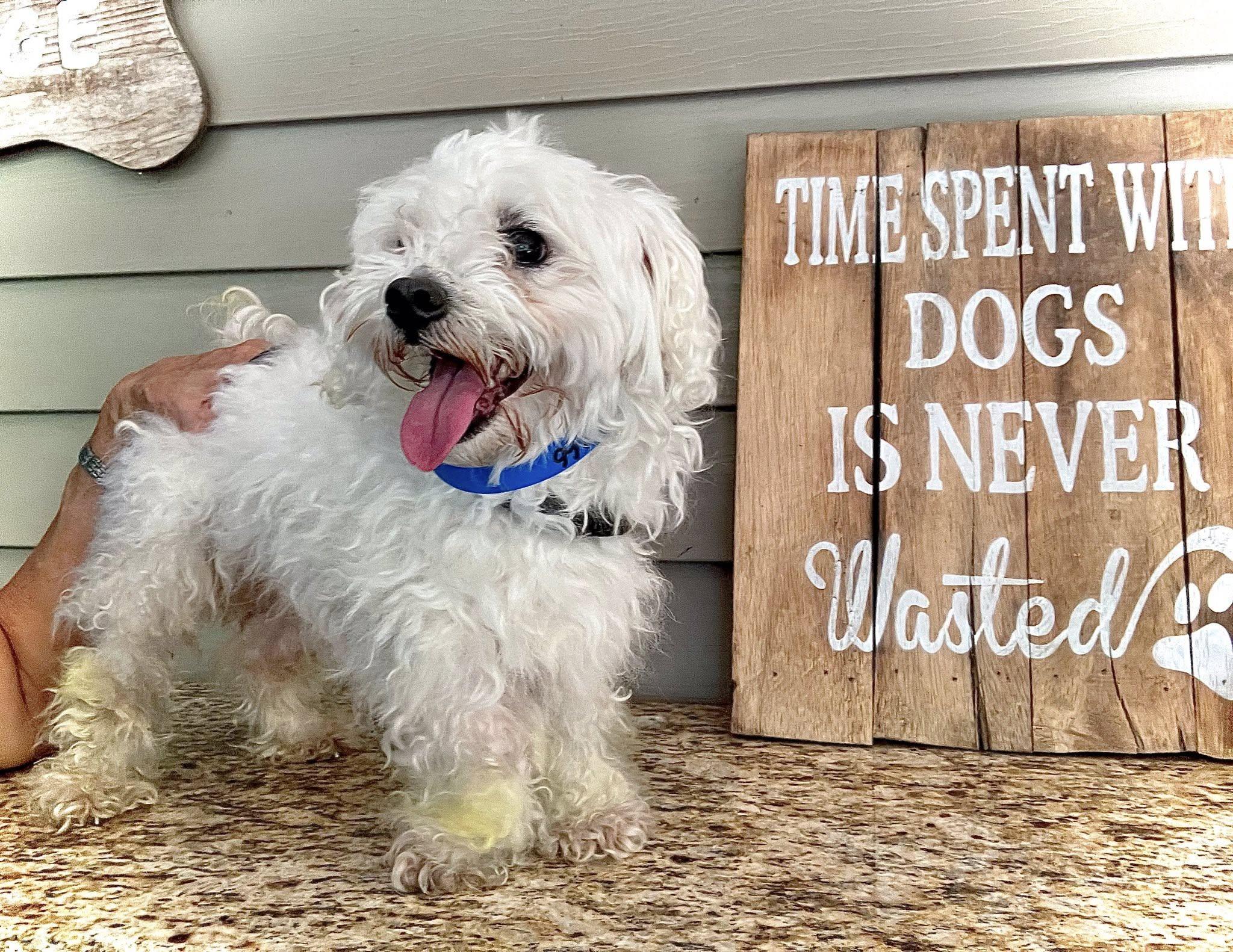 TWIX, a Adopted mixed breed in Baton Rouge, LA image 2/3