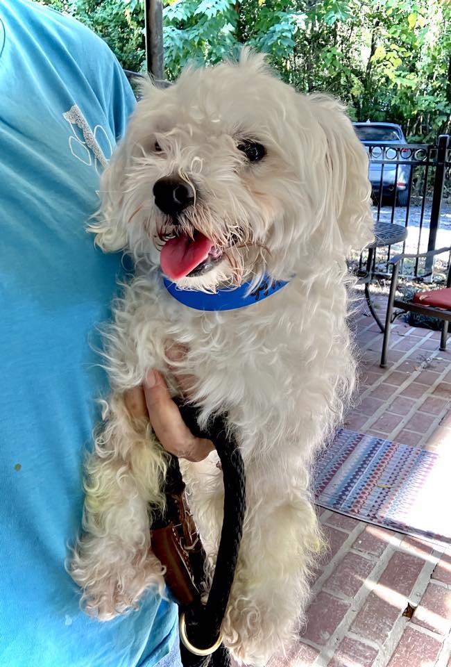 TWIX, a Adopted mixed breed in Baton Rouge, LA image 3/3