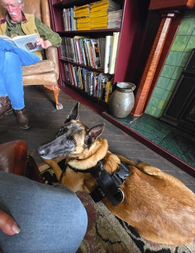 Enlarge Cinnamon, an adoptable Belgian Shepherd / Malinois in Petaluma, CA image 3/6