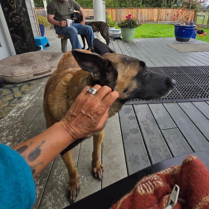 Enlarge Cinnamon, an adoptable Belgian Shepherd / Malinois in Petaluma, CA image 5/6