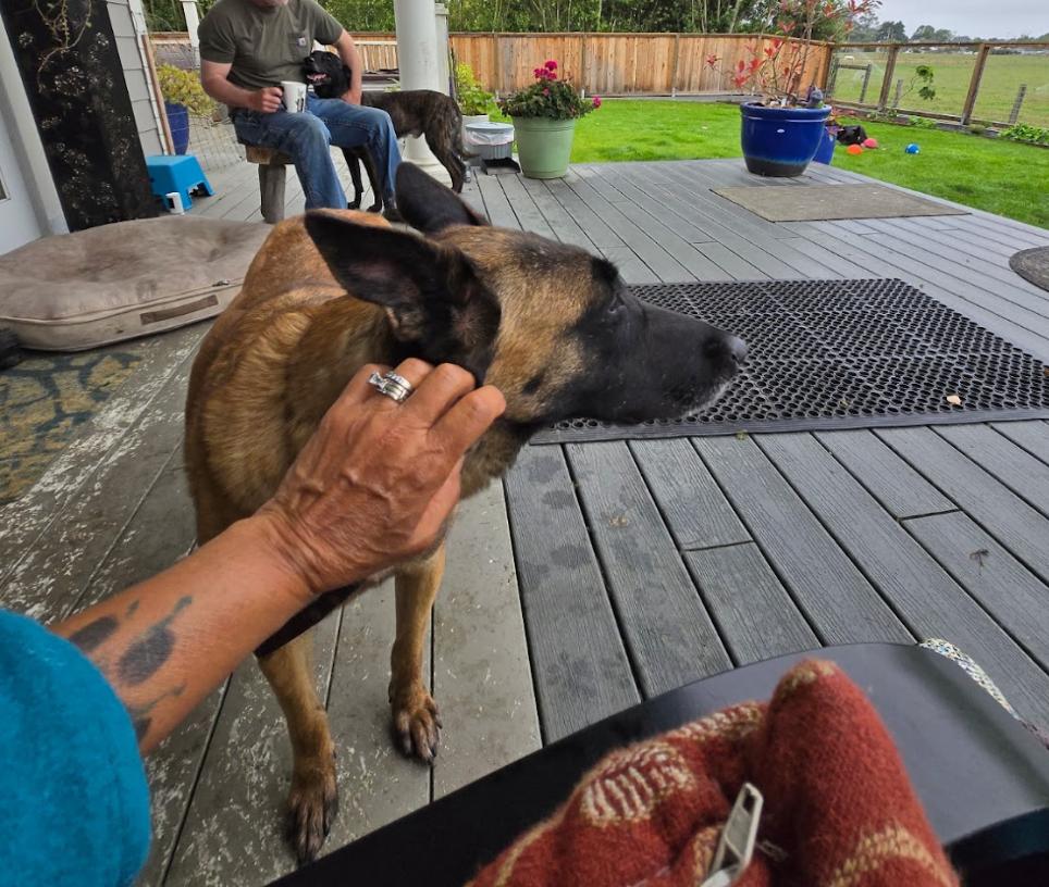 Enlarge Cinnamon, an adoptable Belgian Shepherd / Malinois in Petaluma, CA image 5/6