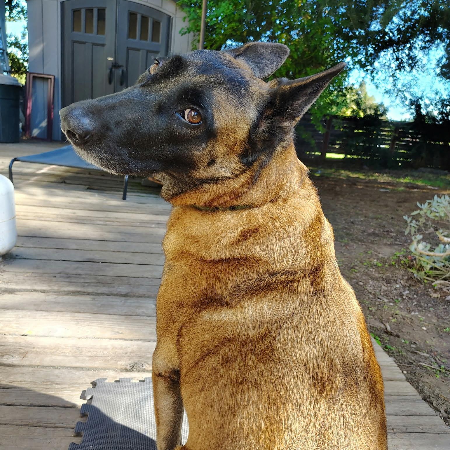 Enlarge Cinnamon, an adoptable Belgian Shepherd / Malinois in Petaluma, CA image 3/6