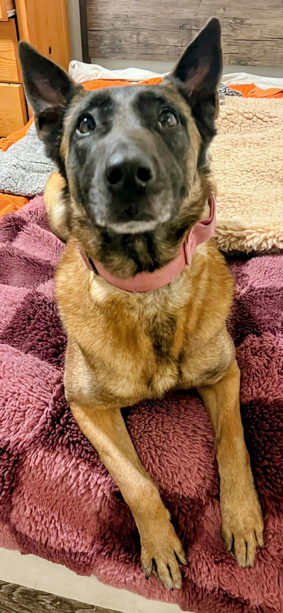 Enlarge Cinnamon, an adoptable Belgian Shepherd / Malinois in Petaluma, CA image 2/6