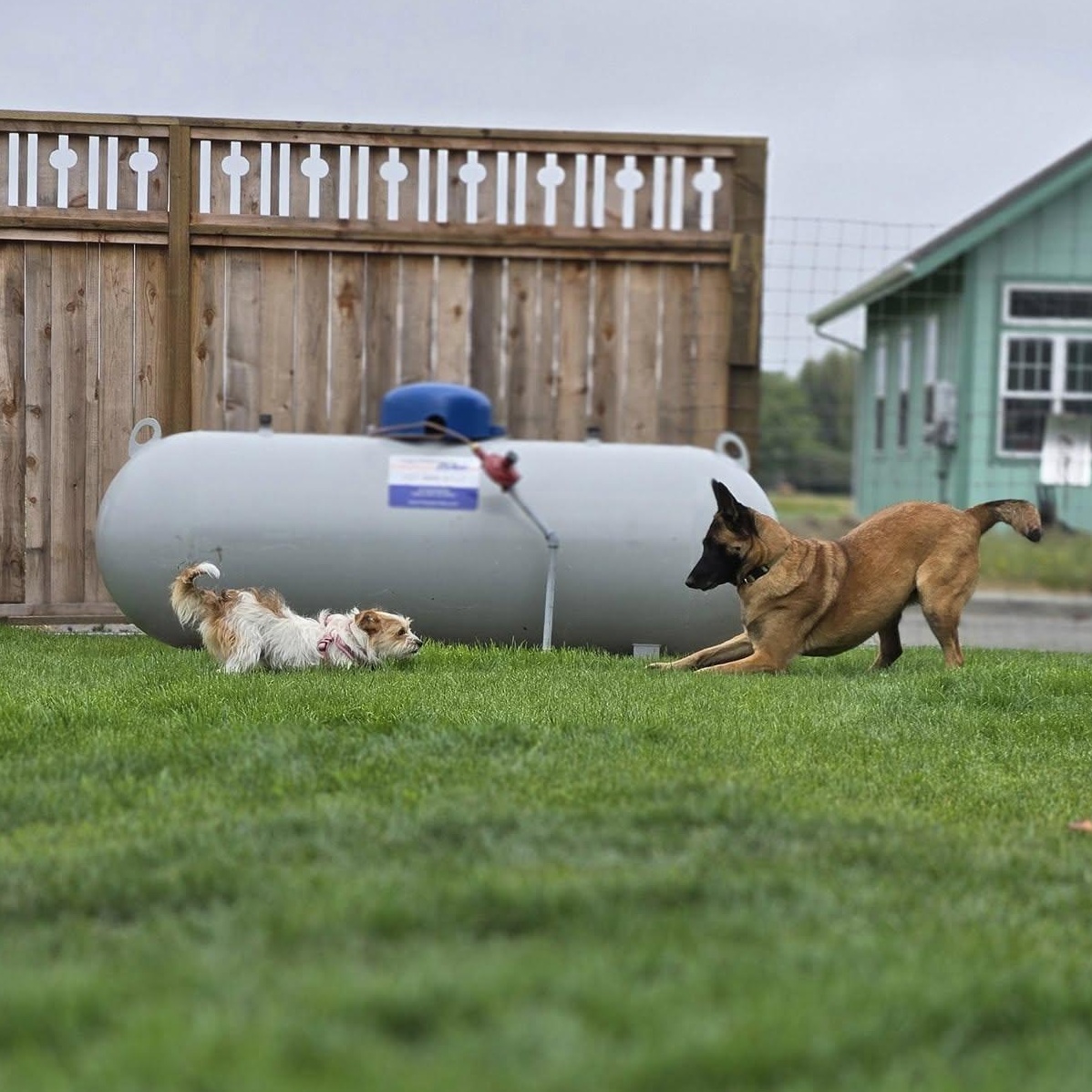 Enlarge Cinnamon, an adoptable Belgian Shepherd / Malinois in Petaluma, CA image 4/6
