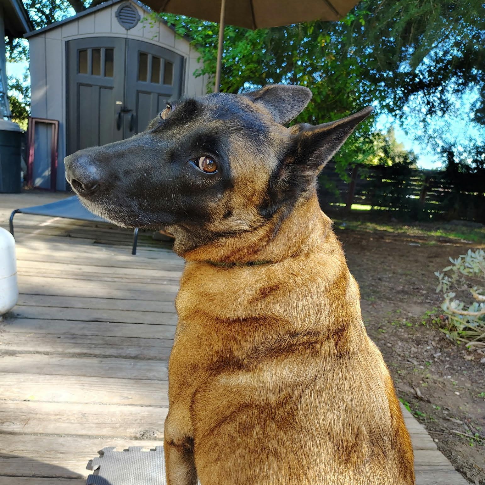 Cinnamon, adoptable, Adult Female Belgian Shepherd / Malinois.