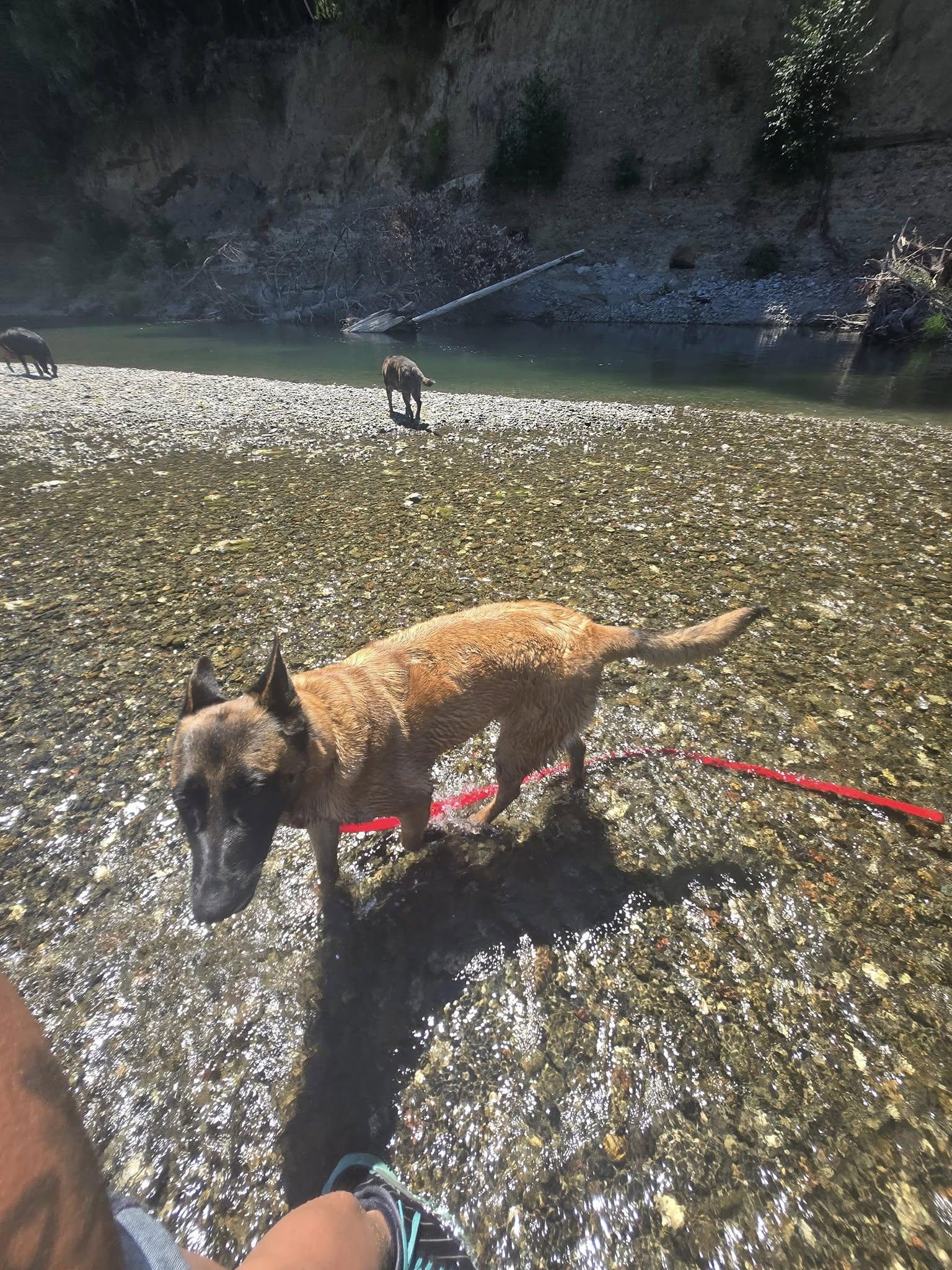 Enlarge Cinnamon, an adoptable Belgian Shepherd / Malinois in Petaluma, CA image 6/6