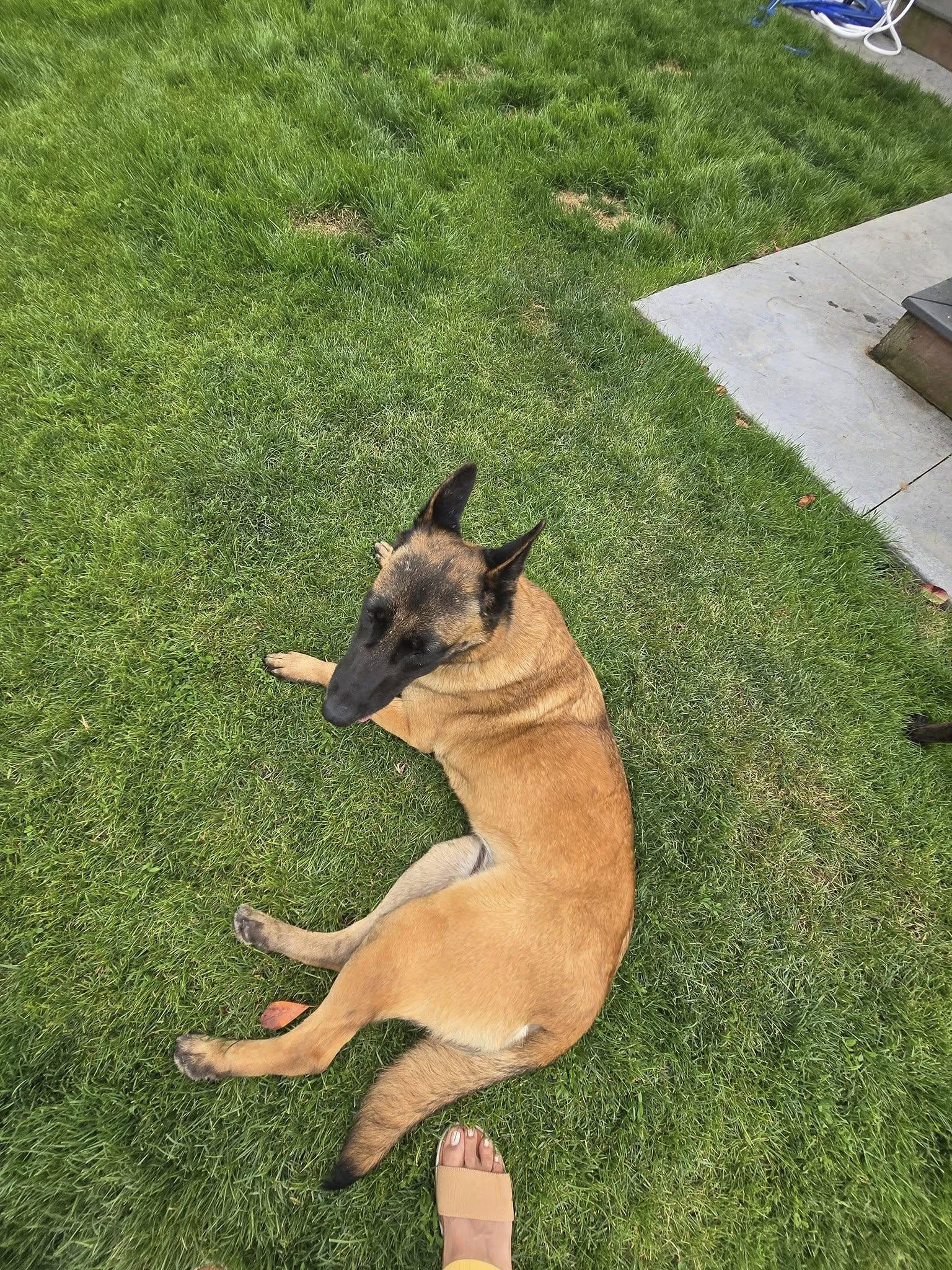 Enlarge Cinnamon, an adoptable Belgian Shepherd / Malinois in Petaluma, CA image 2/6