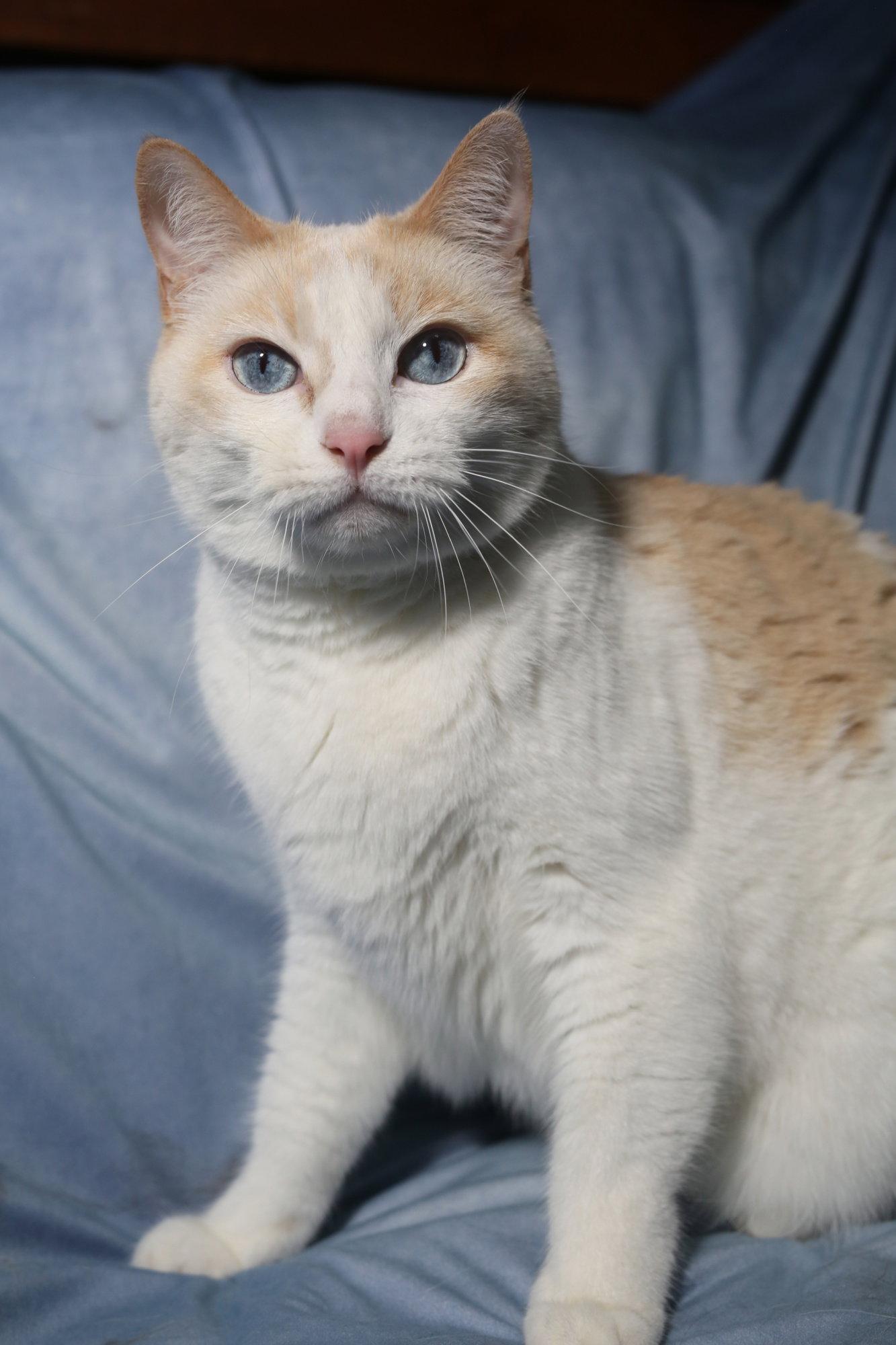 Enlarge Beaumont, a Adopted Domestic Short Hair in New Prague, MN image 1/1